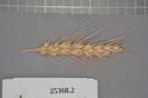 Click for 1 image(s) for this accession. Spike